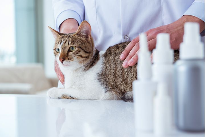 屋内飼育のネコちゃんの腎尿路結石にはご注意！！定期健康診断で早期発見を！